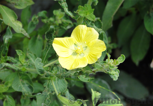 Bush-Flower.png