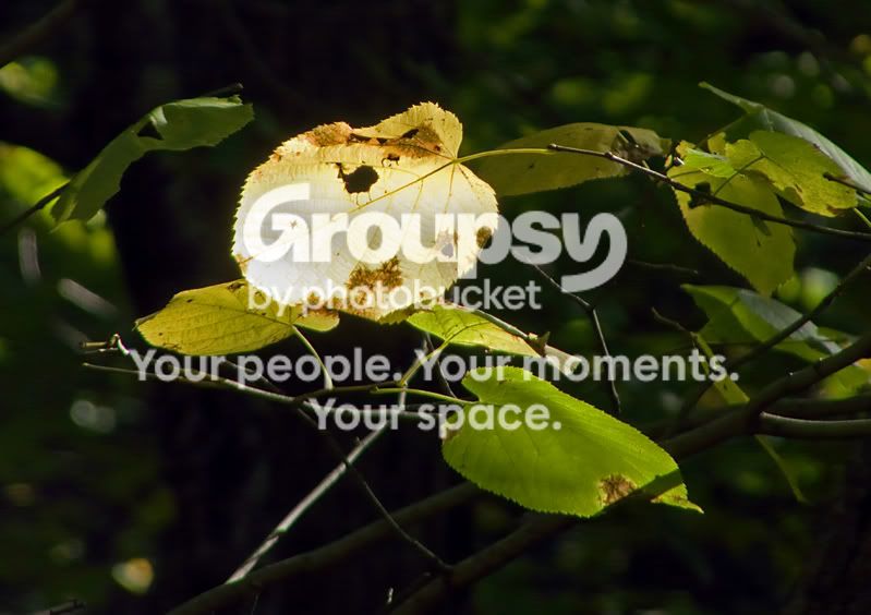fallleaves2.jpg
