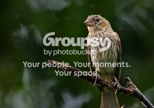 Female-house-finch_RS.jpg