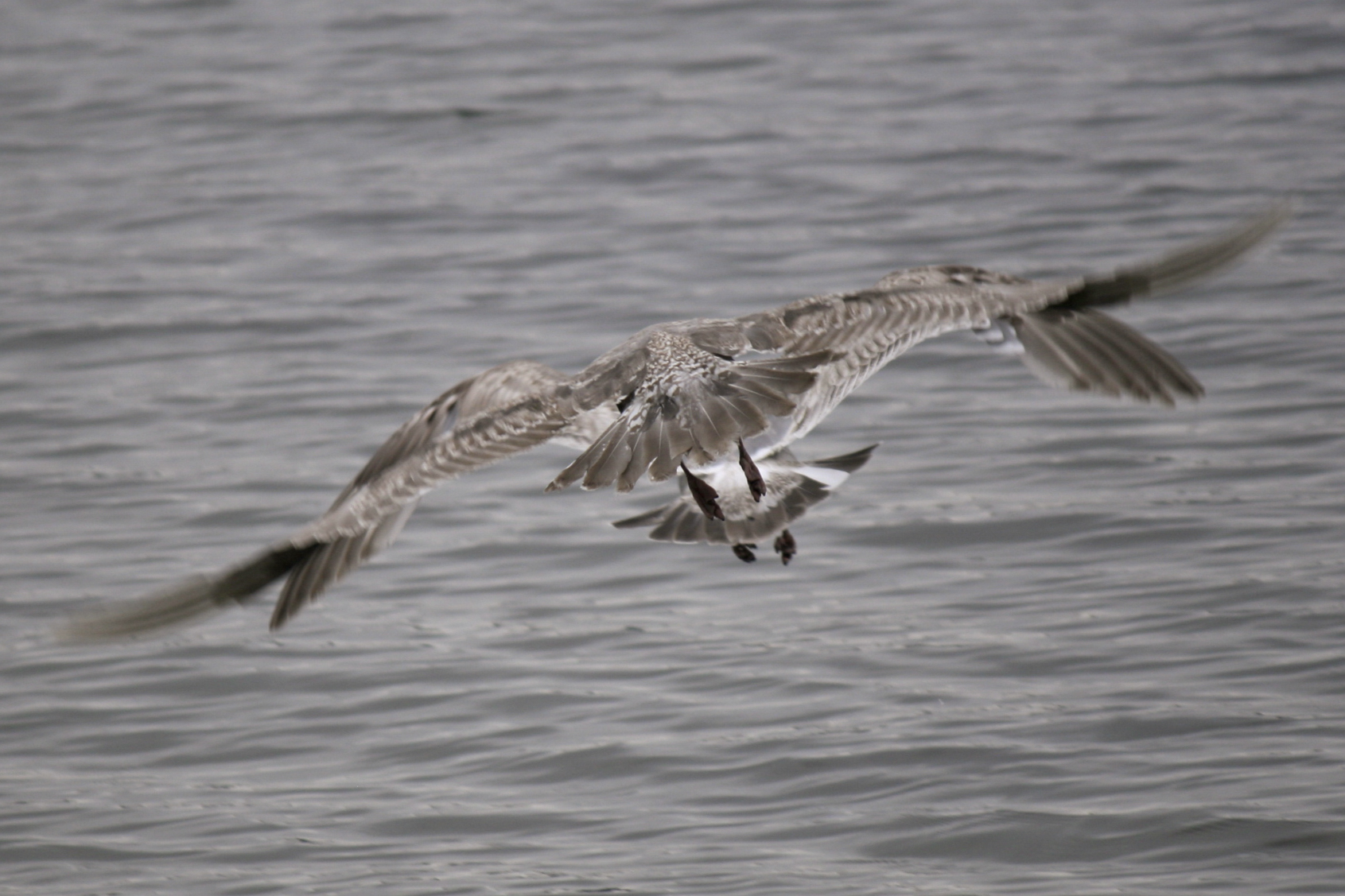 img_8572b.jpg