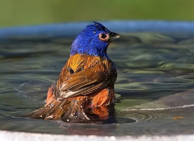 Painted-bunting-bathing_RS.jpg