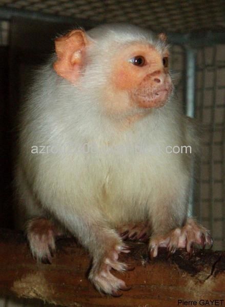 Callithrix_argentata.JPG