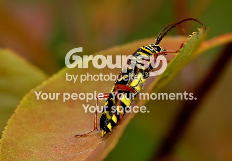 beetle-1.jpg