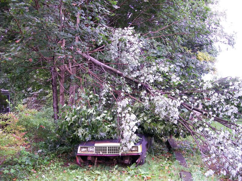 100_3960.jpg