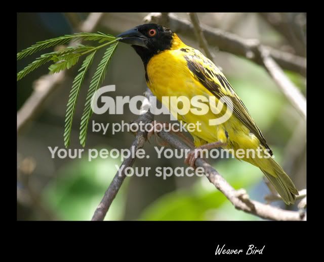 weaverbird.jpg