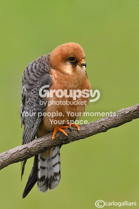 falcocuculo88.jpg