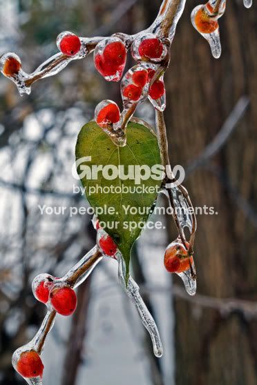 Berries--leaf-0154.jpg