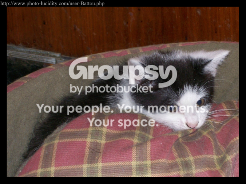 kittenbedborderd.png