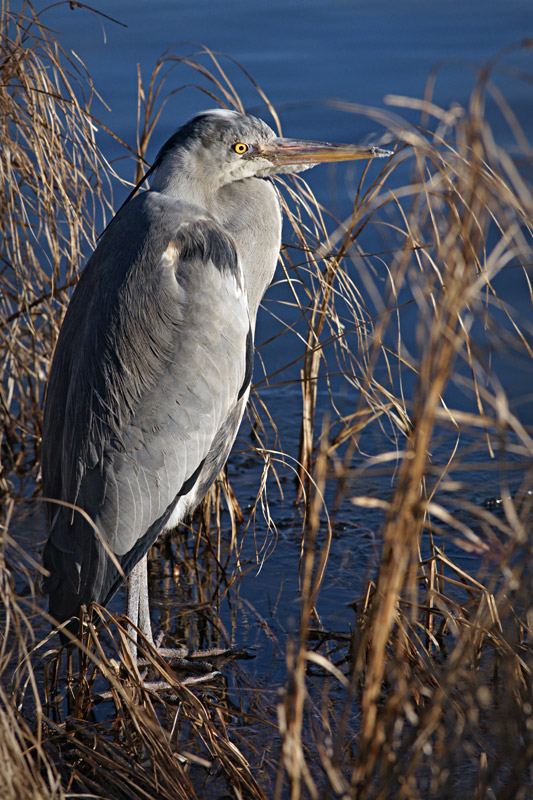 heron_13.jpg