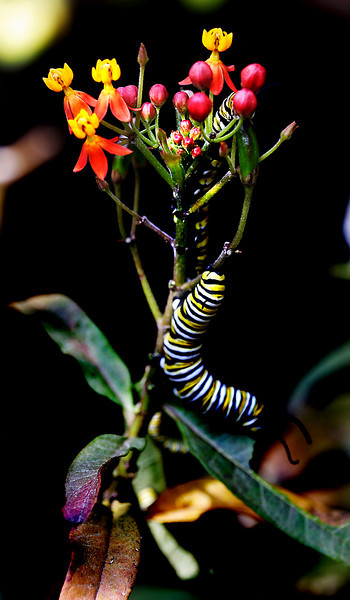 IMG_0662-L.jpg