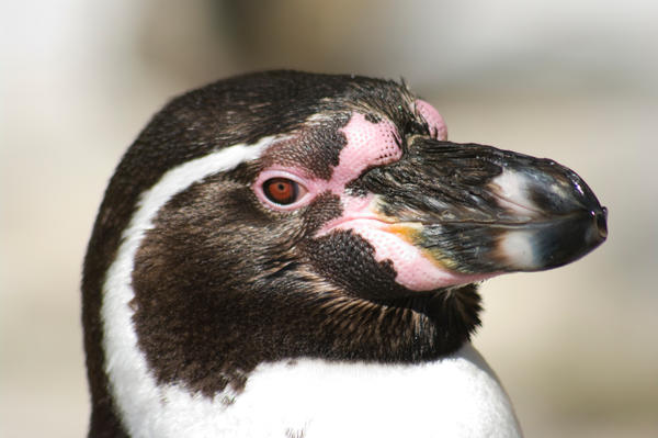 penguin_headshot_by_LytestylePhotography.jpg