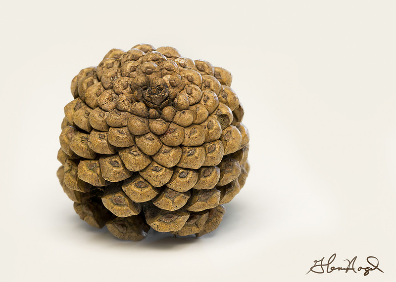 p2338533750-4.jpg