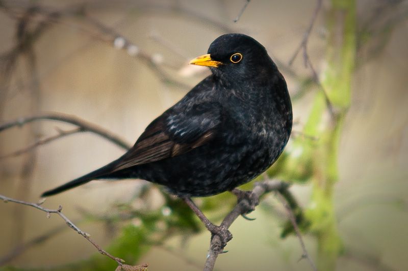 BBird-1.jpg