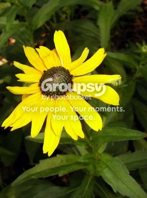 CrisisLineandFlowersetc0182.jpg