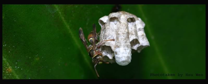 paperwasp.jpg