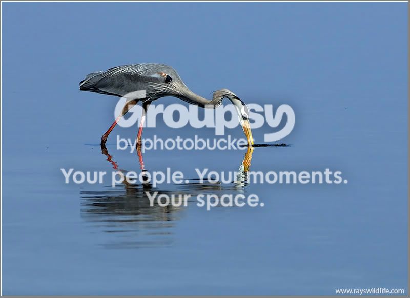 DSC_7207246w.jpg