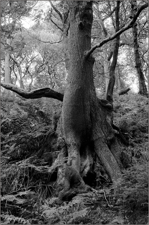 Scan-130728-0025-XL.jpg