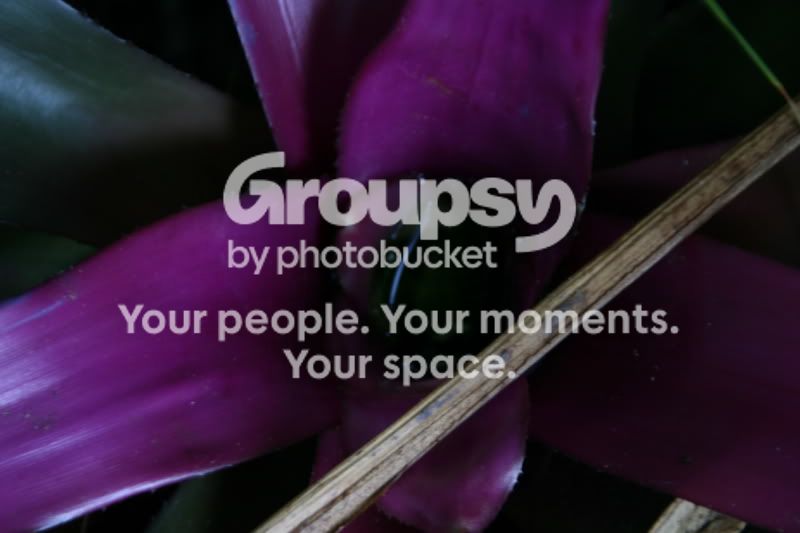 backyardflowers131.jpg