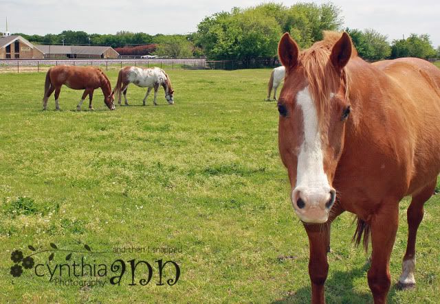 horses1.jpg