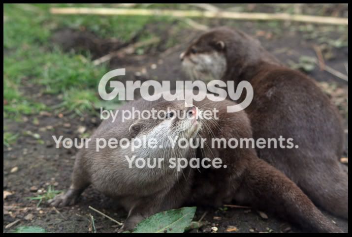 AsianOtter4.jpg