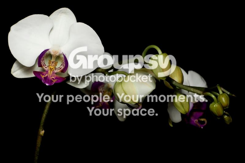 Phalorchids1.jpg
