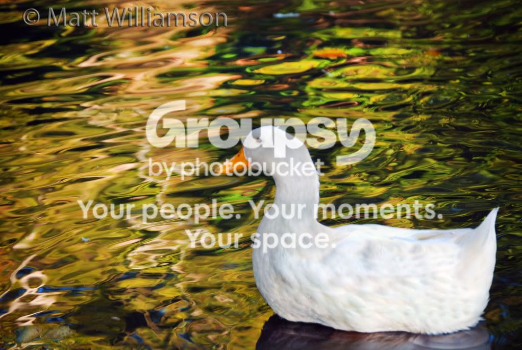 WhiteGoose1.jpg