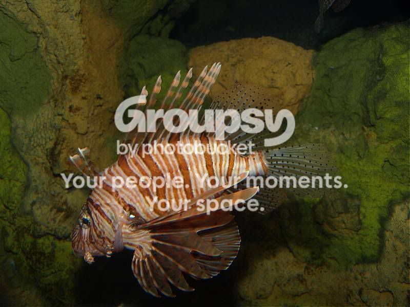 lionfish.jpg