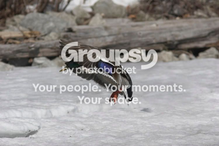 Skating1a.jpg