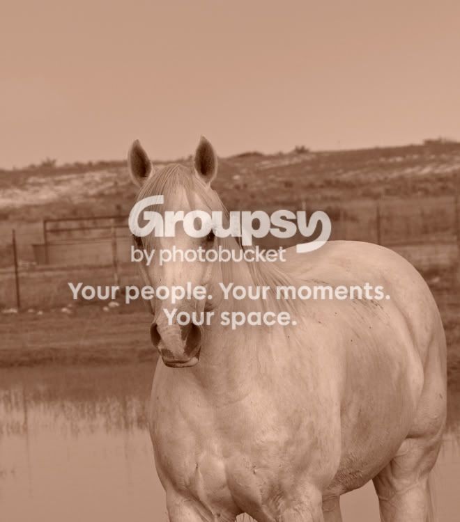 Horses-71508-009L.jpg