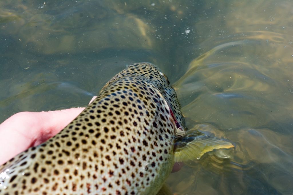 D71_2466_zpse2e96e60.jpg