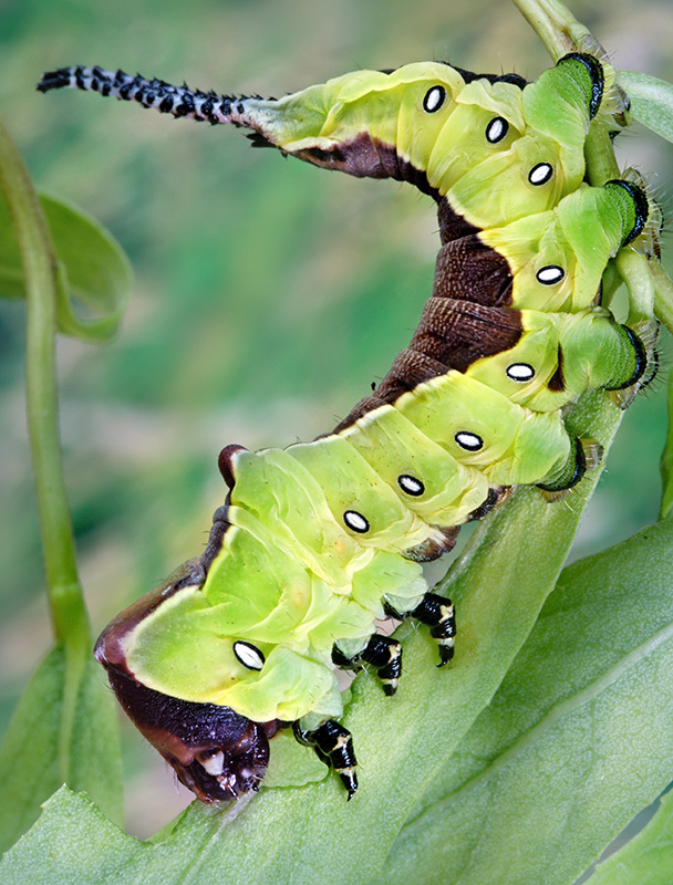 cerura_vinula_21.jpg