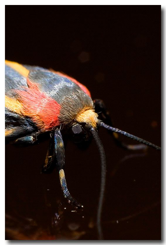Bug.jpg