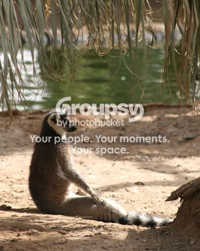 lemur_3598share.jpg