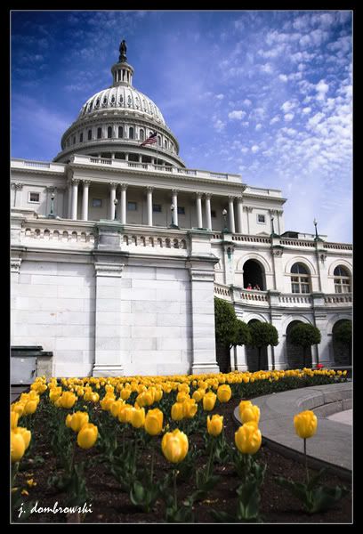CapitolFlowersforum.jpg