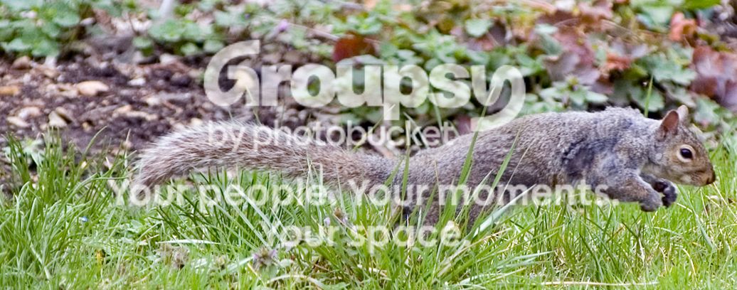 Squirrel040206001.jpg