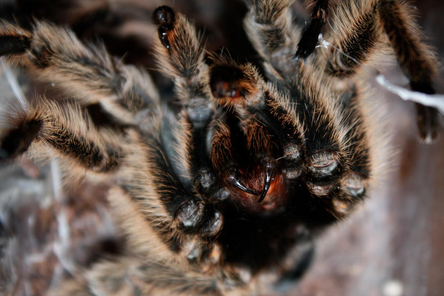 Molting_3_by_mack1time.jpg