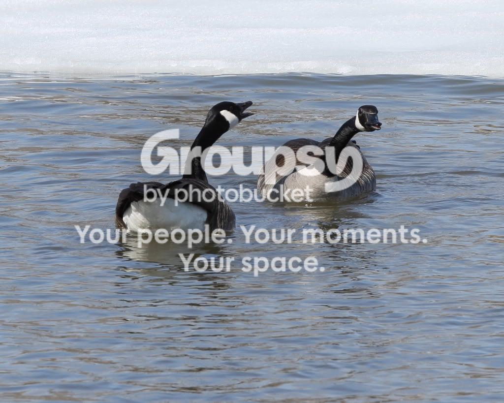 Geese_2_5176.jpg