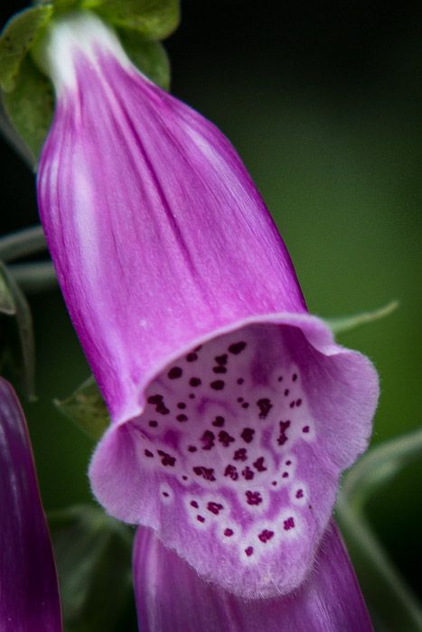 garden26-6_-5.jpg