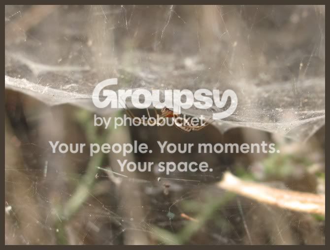 cupspider.jpg