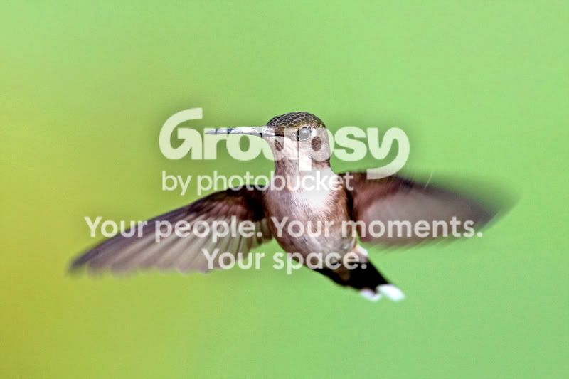 FRubyThroatinFlight800.jpg