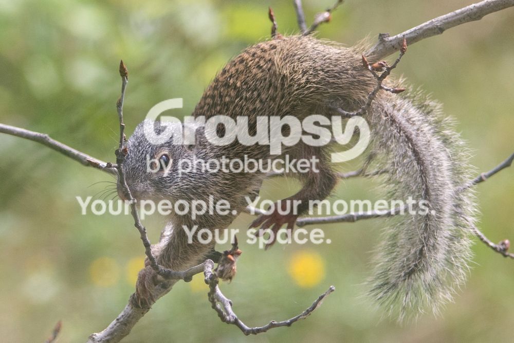 Climbinggopher_zps9f7908d6.jpg
