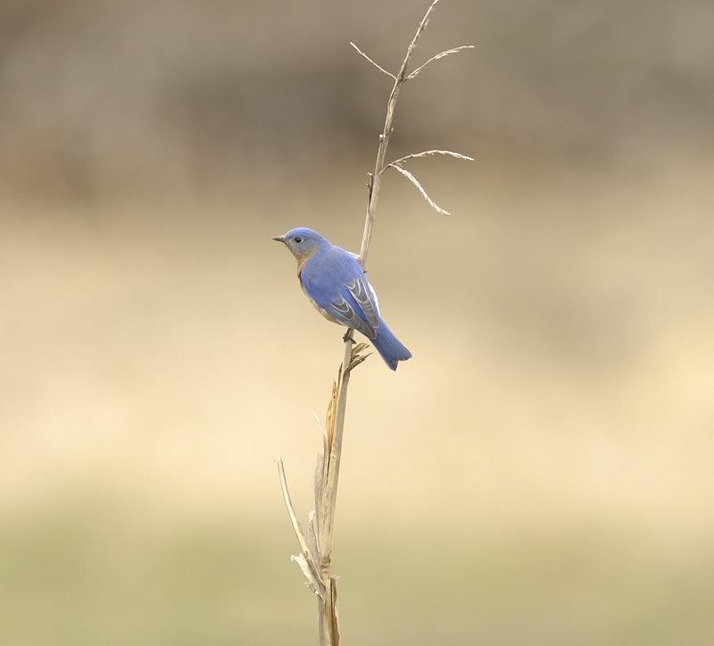 bluebirdmale.jpg