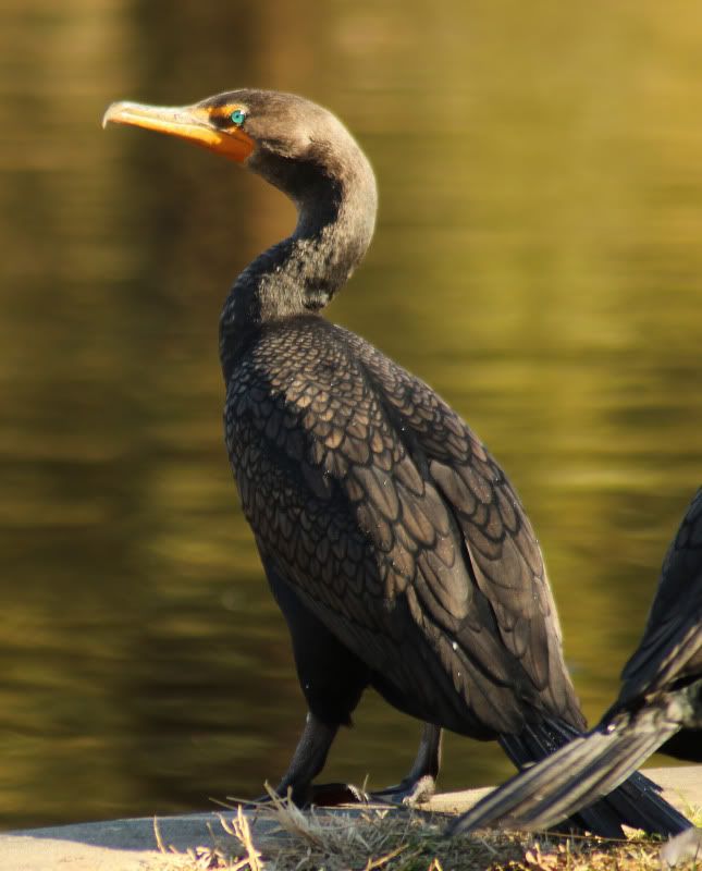 bird.jpg