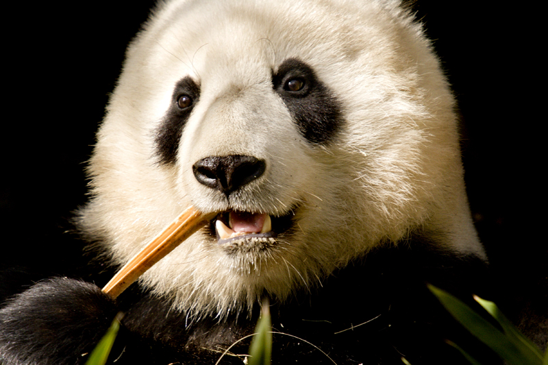 San%20Diego%20Zoo19-L.jpg
