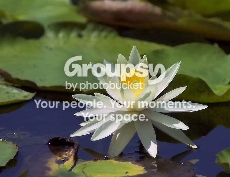Waterlily.jpg