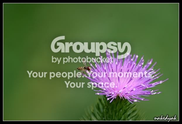 bugonplant2.jpg