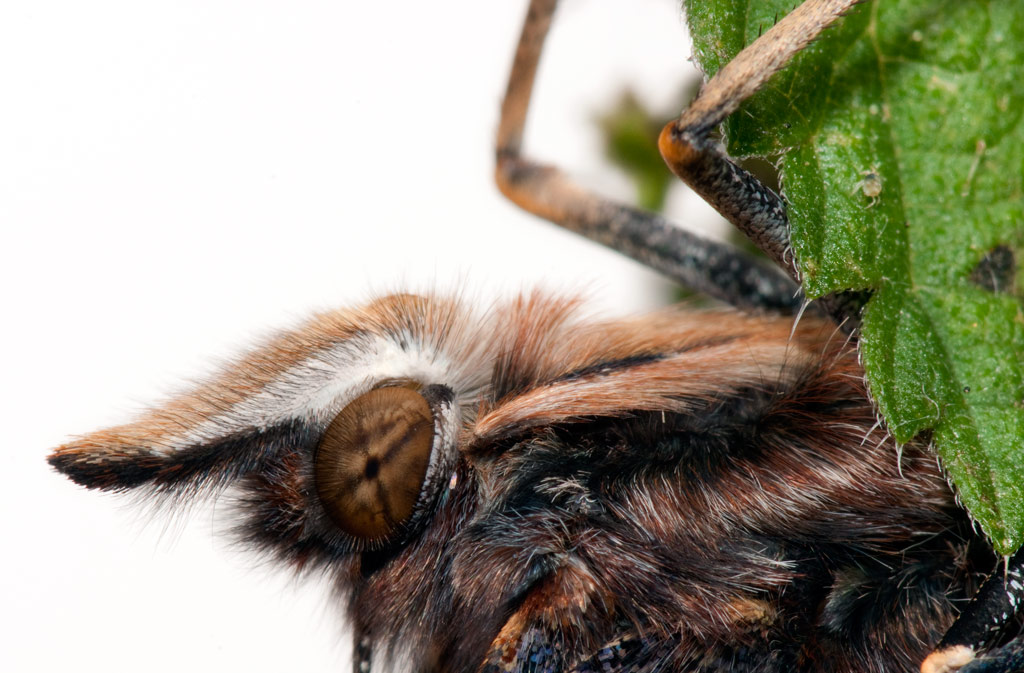 red_admiral_15.jpg