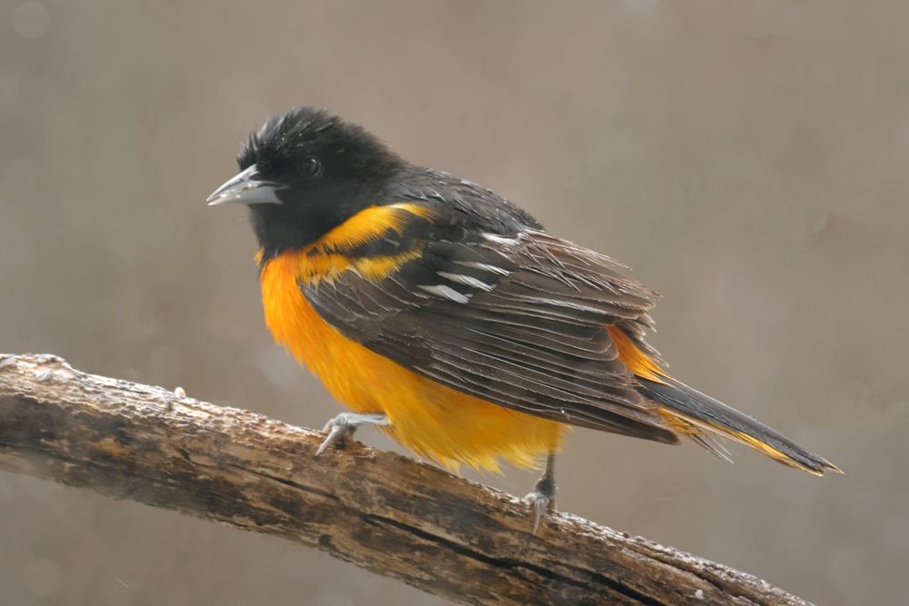 Oriolethree_zps2315415e.jpg