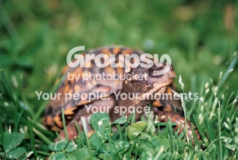 Copyofturtle.jpg