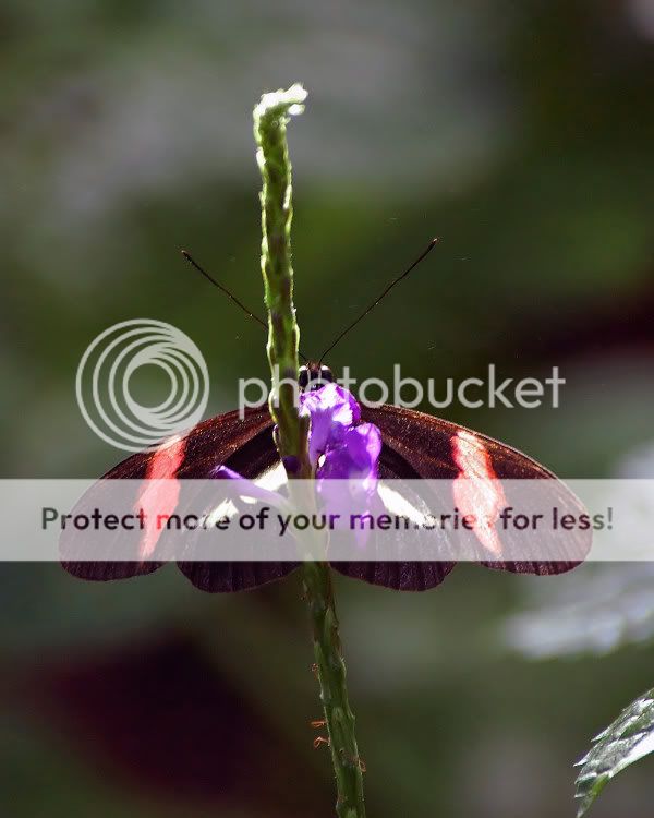 websz0145.jpg